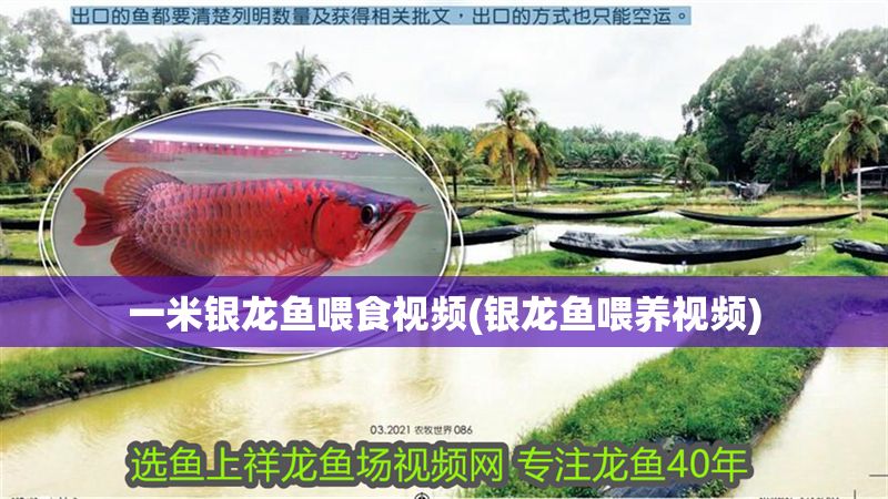 一米銀龍魚喂食視頻(銀龍魚喂養視頻) 一米銀龍魚喂食視頻(銀龍魚喂養視頻) 銀龍魚百科 第1張