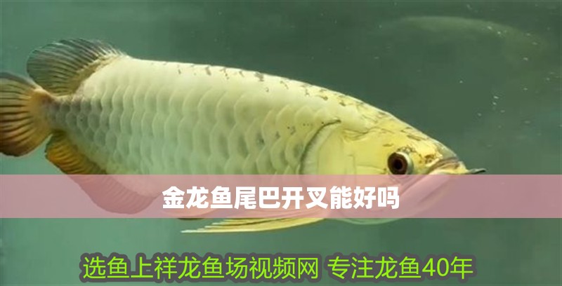 金龍魚尾巴開叉能好嗎