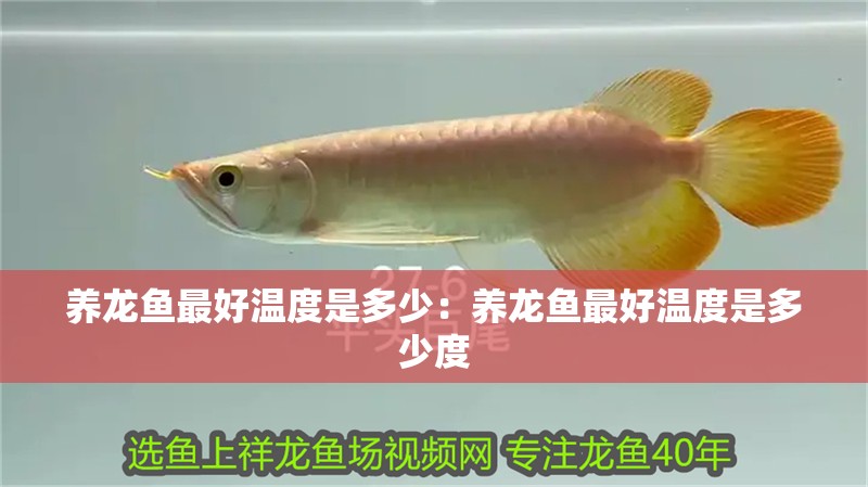 養龍魚最好溫度是多少:養龍魚最好溫度是多少度 水族問答 養龍魚最好溫度是多少:養龍魚最好溫度是多少度 養龍魚最好溫度是多少:養龍魚最好溫度是多少度 水族問答