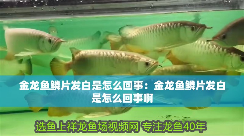 金龍魚鱗片發(fā)白是怎么回事：金龍魚鱗片發(fā)白是怎么回事啊 金龍魚鱗片發(fā)白是怎么回事：金龍魚鱗片發(fā)白是怎么回事啊 水族問答