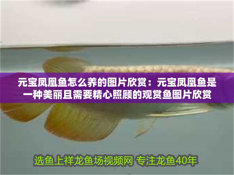 元寶鳳凰魚怎么養的圖片欣賞：元寶鳳凰魚是一種美麗且需要精心照顧的觀賞魚圖片欣賞 元寶鳳凰魚怎么養的圖片欣賞：元寶鳳凰魚是一種美麗且需要精心照顧的觀賞魚圖片欣賞 元寶鳳凰魚百科 第2張