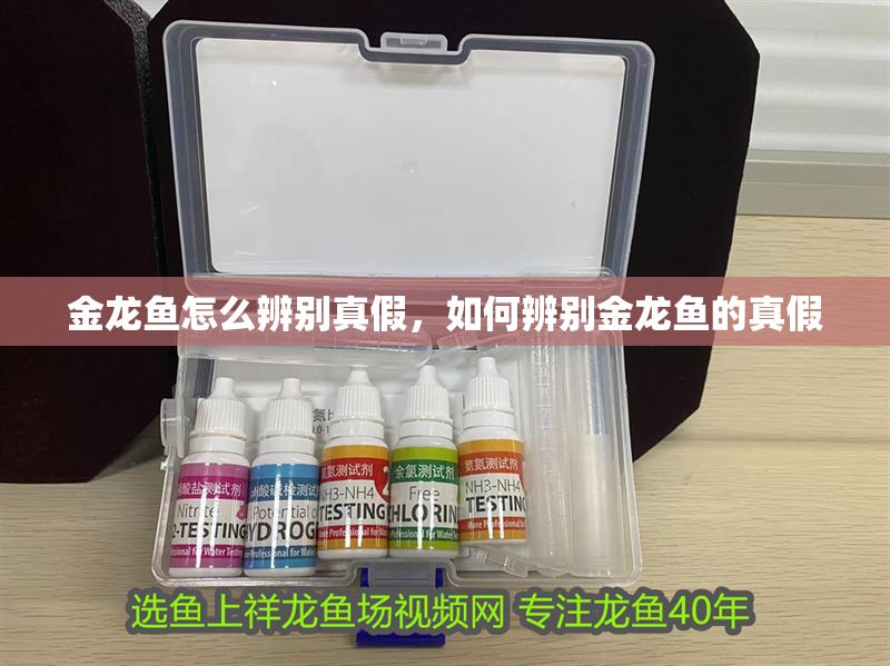 金龍魚怎么辨別真假，如何辨別金龍魚的真假
