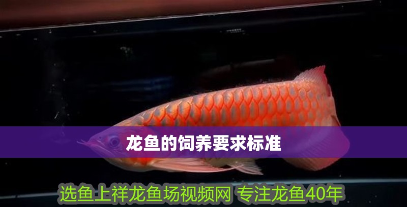龍魚的飼養要求標準
