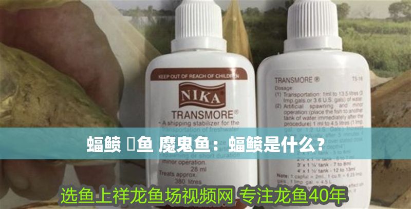 蝠鲼 魟魚 魔鬼魚：蝠鲼是什么？