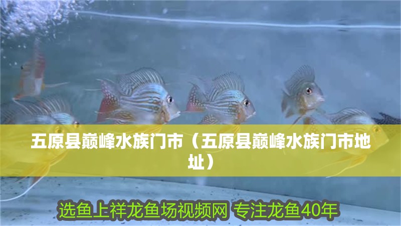 五原縣巔峰水族門市（五原縣巔峰水族門市地址）