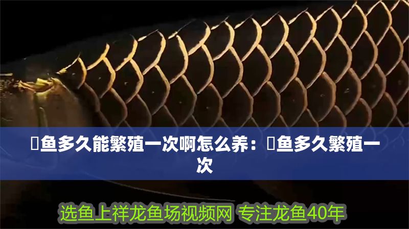 魟魚多久能繁殖一次啊怎么養(yǎng)：魟魚多久繁殖一次