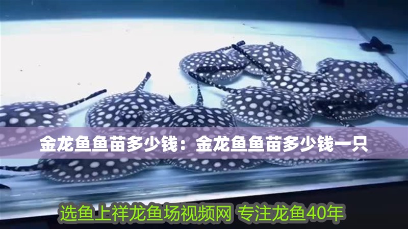 金龍魚魚苗多少錢：金龍魚魚苗多少錢一只