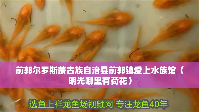前郭爾羅斯蒙古族自治縣前郭鎮愛上水族館（明光哪里有荷花）
