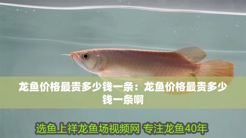龍魚價格最貴多少錢一條：龍魚價格最貴多少錢一條啊