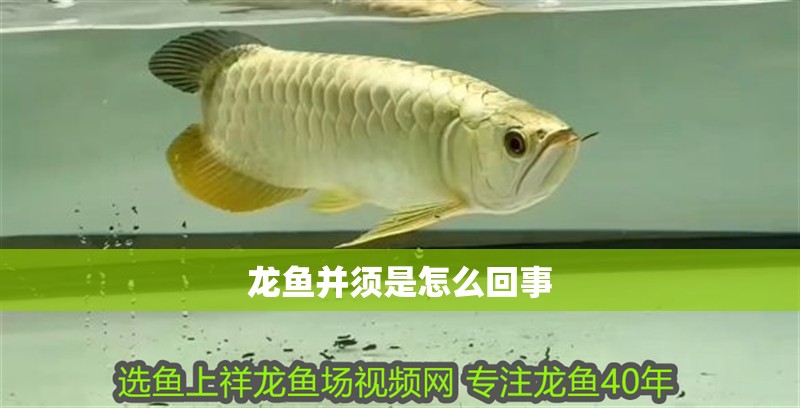 龍魚并須是怎么回事