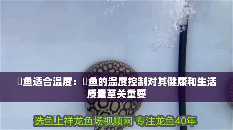 魟魚適合溫度：魟魚的溫度控制對其健康和生活質量至關重要
