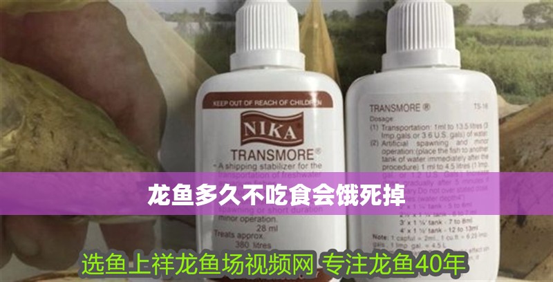 龍魚多久不吃食會餓死掉