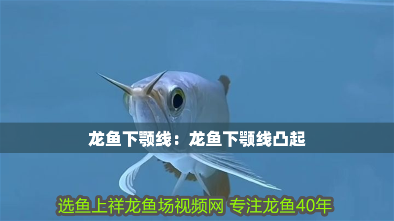 龍魚下顎線：龍魚下顎線凸起