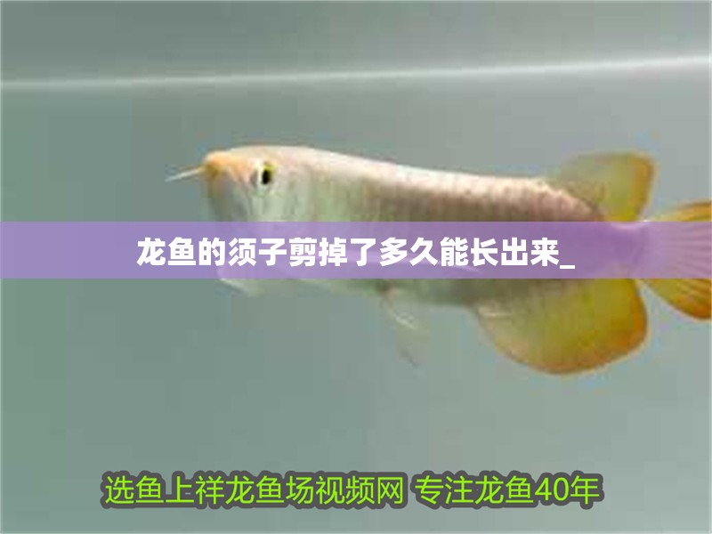 龍魚的須子剪掉了多久能長出來_