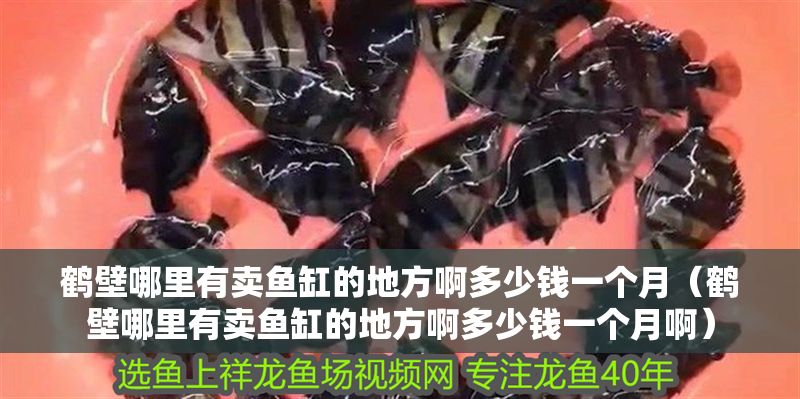 鶴壁哪里有賣(mài)魚(yú)缸的地方啊多少錢(qián)一個(gè)月（鶴壁哪里有賣(mài)魚(yú)缸的地方啊多少錢(qián)一個(gè)月啊）