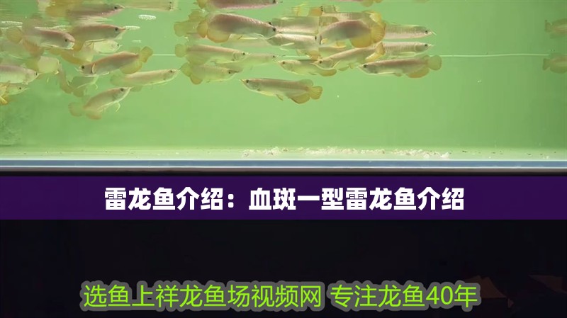 雷龍魚介紹：血斑一型雷龍魚介紹