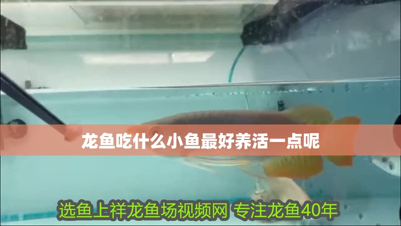 龍魚吃什么小魚最好養活一點呢 龍魚吃什么小魚最好養活一點呢 龍魚百科 第2張