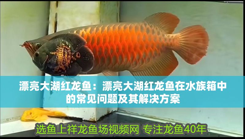漂亮大湖紅龍魚：漂亮大湖紅龍魚在水族箱中的常見問題及其解決方案