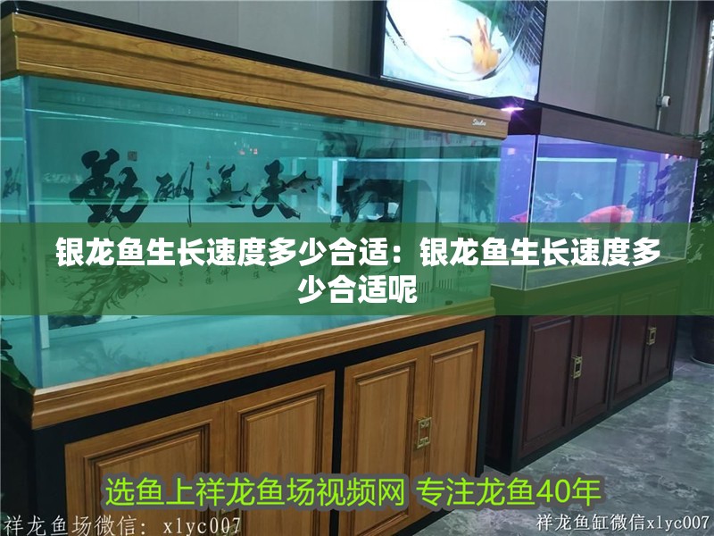 銀龍魚生長速度多少合適：銀龍魚生長速度多少合適呢