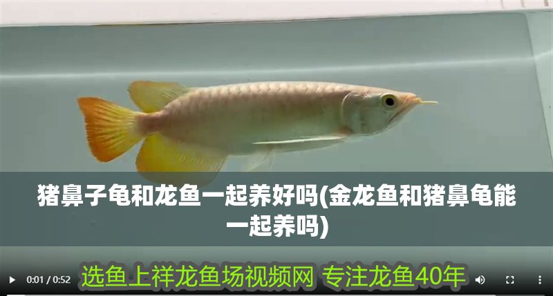 豬鼻子龜和龍魚一起養好嗎(金龍魚和豬鼻龜能一起養嗎)