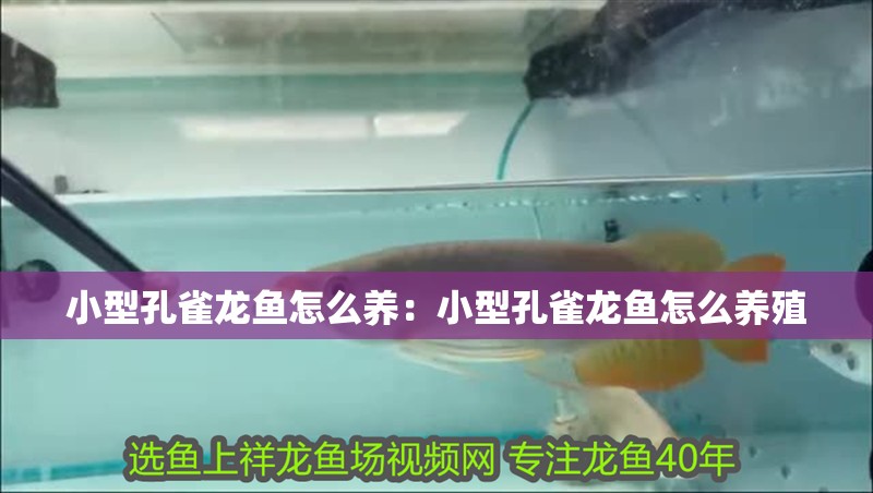小型孔雀龍魚怎么養(yǎng)：小型孔雀龍魚怎么養(yǎng)殖