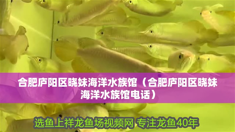 合肥廬陽區曉妹海洋水族館（合肥廬陽區曉妹海洋水族館電話）