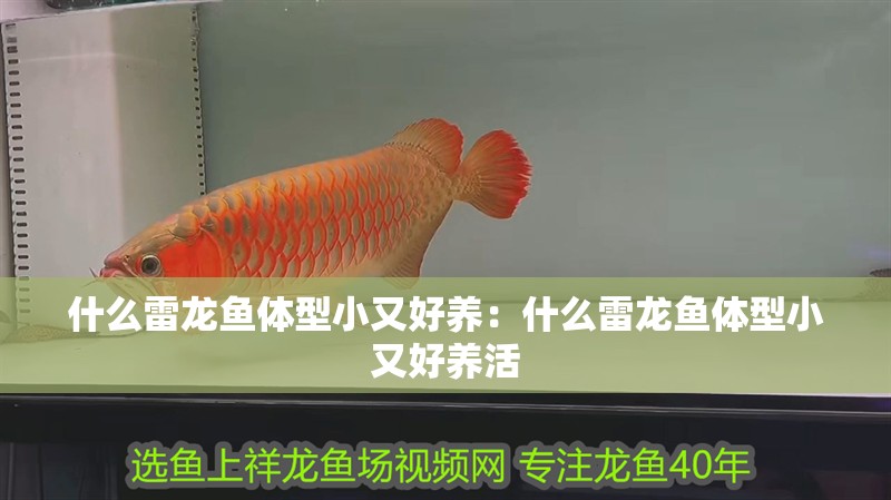 什么雷龍魚體型小又好養(yǎng)：什么雷龍魚體型小又好養(yǎng)活