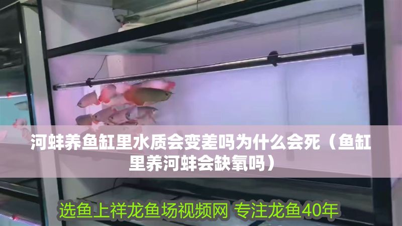 河蚌養魚缸里水質會變差嗎為什么會死（魚缸里養河蚌會缺氧嗎）