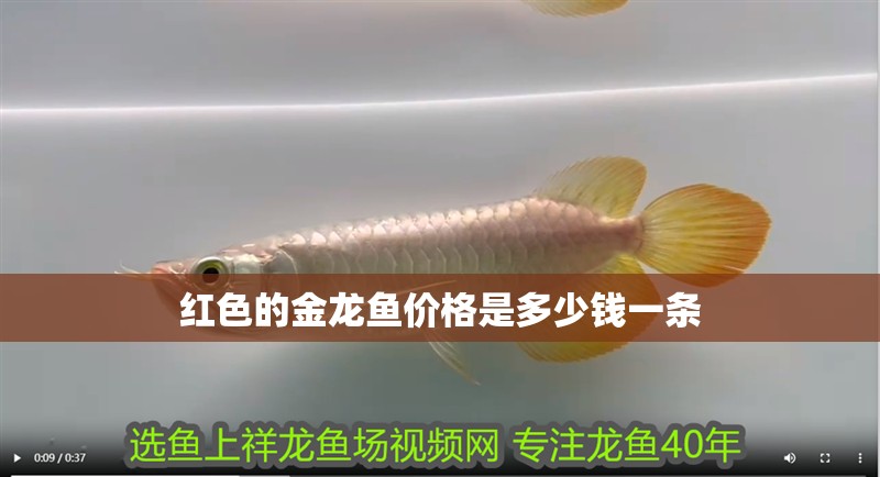 紅色的金龍魚價格是多少錢一條