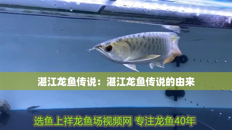 湛江龍魚傳說：湛江龍魚傳說的由來
