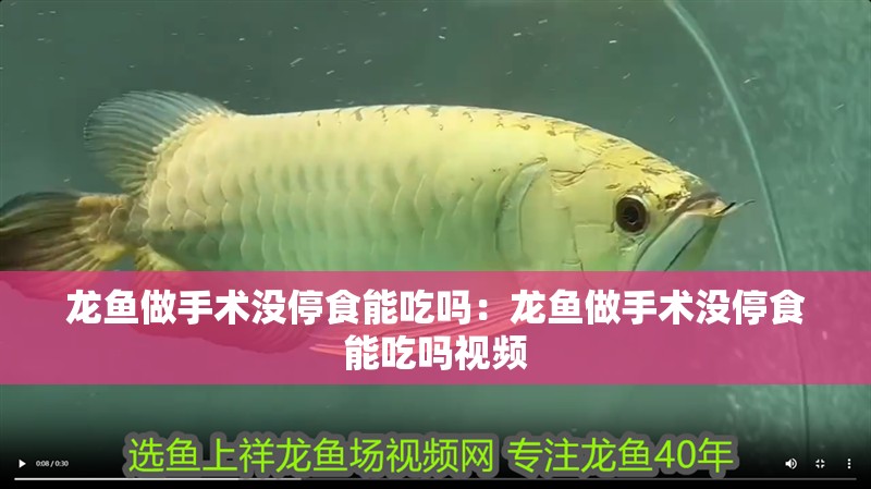 龍魚做手術沒停食能吃嗎：龍魚做手術沒停食能吃嗎視頻 龍魚做手術沒停食能吃嗎：龍魚做手術沒停食能吃嗎視頻 水族問答