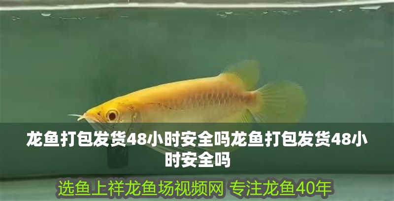 龍魚打包發(fā)貨48小時安全嗎龍魚打包發(fā)貨48小時安全嗎