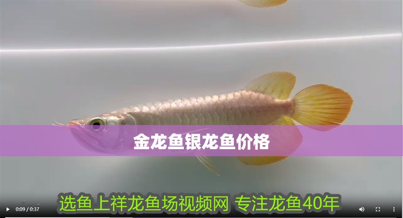 金龍魚銀龍魚價格