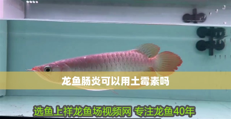 龍魚腸炎可以用土霉素嗎