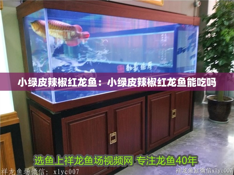 小綠皮辣椒紅龍魚：小綠皮辣椒紅龍魚能吃嗎