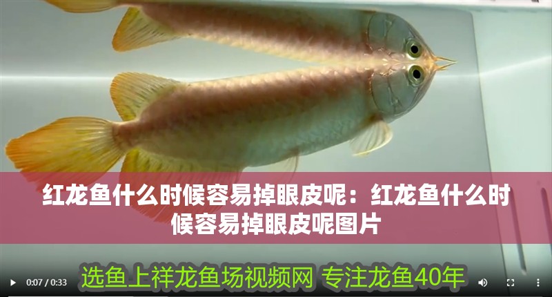 紅龍魚什么時候容易掉眼皮呢：紅龍魚什么時候容易掉眼皮呢圖片