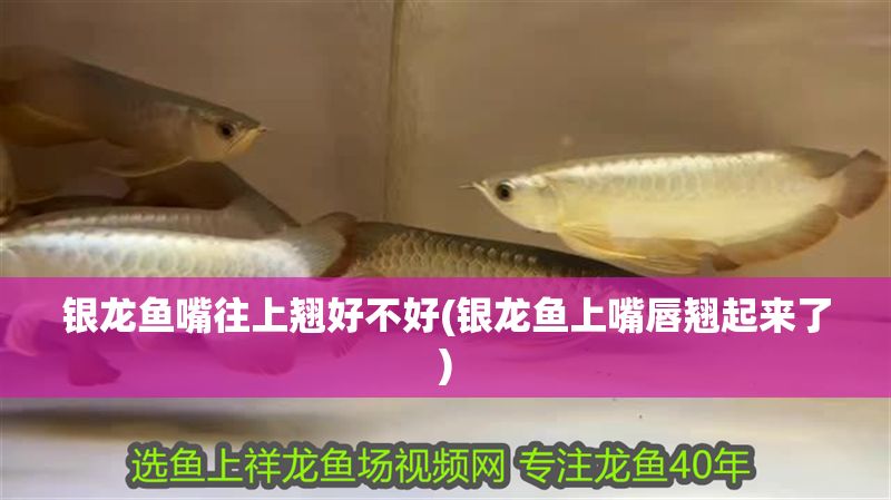 銀龍魚嘴往上翹好不好(銀龍魚上嘴唇翹起來了)