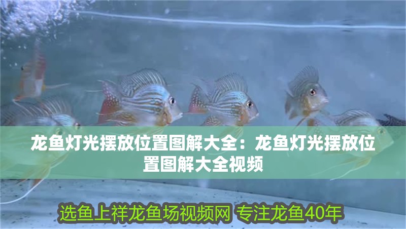 龍魚燈光擺放位置圖解大全:龍魚燈光擺放位置圖解大全視頻 水族問答 龍魚燈光擺放位置圖解大全:龍魚燈光擺放位置圖解大全視頻 龍魚燈光擺放位置圖解大全:龍魚燈光擺放位置圖解大全視頻 水族問答