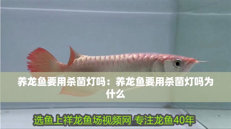 養龍魚要用殺菌燈嗎：養龍魚要用殺菌燈嗎為什么