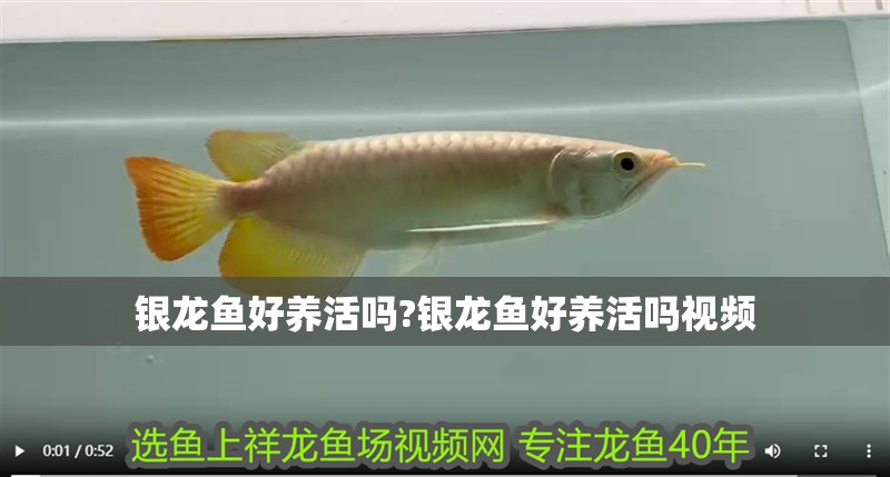 銀龍魚好養活嗎?銀龍魚好養活嗎視頻 水族問答 銀龍魚好養活嗎?銀龍魚好養活嗎視頻 銀龍魚好養活嗎?銀龍魚好養活嗎視頻 水族問答