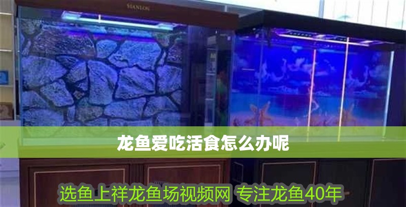 龍魚愛吃活食怎么辦呢