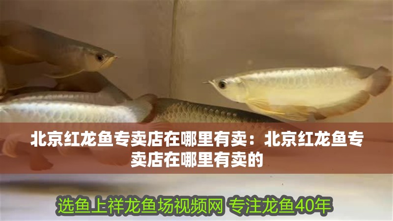 北京紅龍魚專賣店在哪里有賣：北京紅龍魚專賣店在哪里有賣的