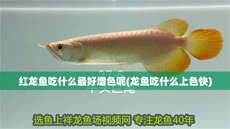 紅龍魚吃什么最好增色呢(龍魚吃什么上色快)