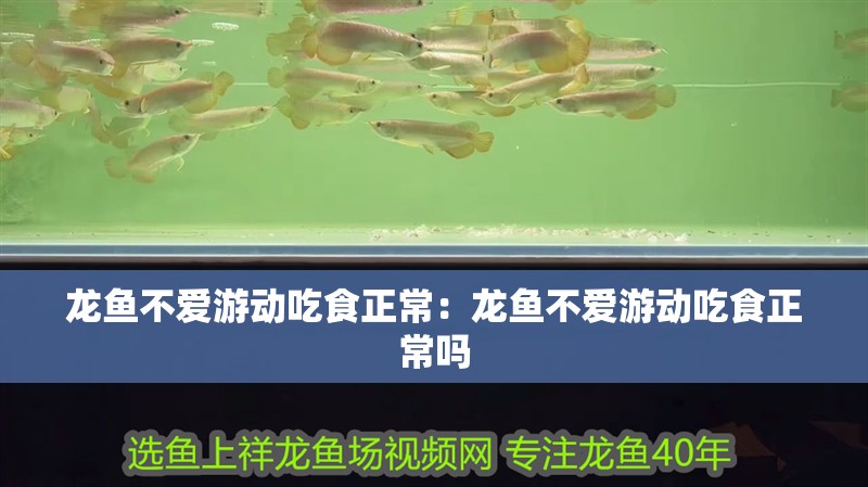 龍魚不愛游動吃食正常：龍魚不愛游動吃食正常嗎