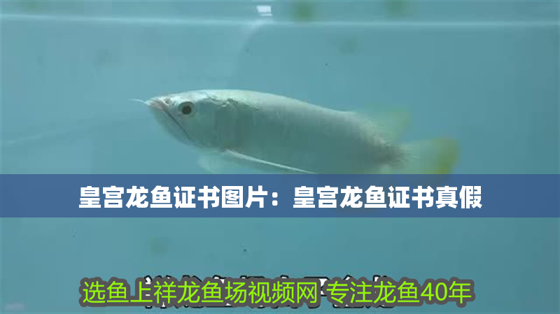 皇宮龍魚證書圖片：皇宮龍魚證書真假