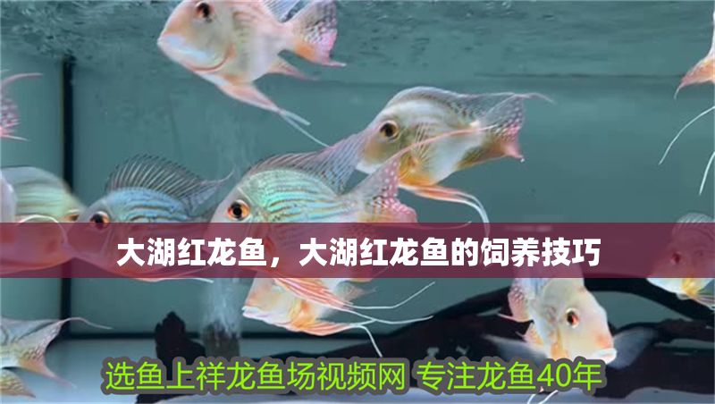 大湖紅龍魚，大湖紅龍魚的飼養技巧 大湖紅龍魚，大湖紅龍魚的飼養技巧 大湖紅龍魚百科 第1張