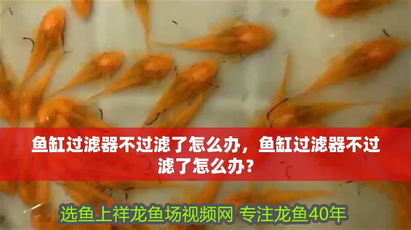 魚缸過濾器不過濾了怎么辦，魚缸過濾器不過濾了怎么辦？