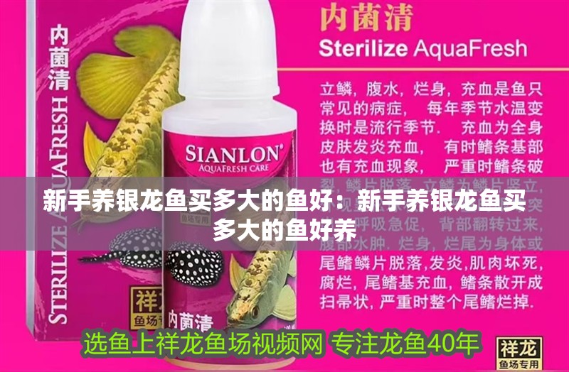 新手養(yǎng)銀龍魚買多大的魚好：新手養(yǎng)銀龍魚買多大的魚好養(yǎng)