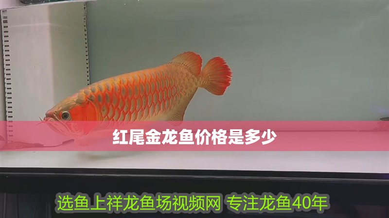 紅尾金龍魚價格是多少