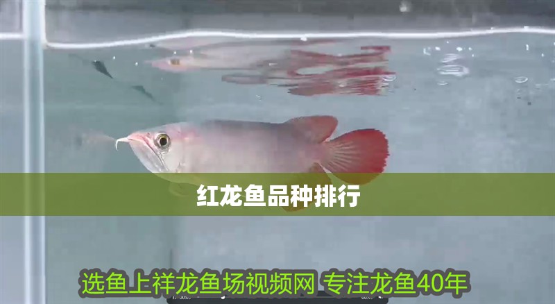 紅龍魚品種排行 紅龍魚品種排行 龍魚百科 第2張
